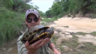 Red Eared Slider Caught at the Creek [upl. by Sarette]