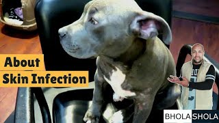 Dog Cure Skin Infection  Bhola Shola [upl. by Airb]