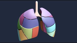 Respiratory System Embryology 3D MasterClass Promo [upl. by Ennovahc]