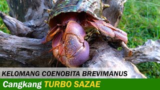 Kelomang Coenobita Brevimanus dengan Cangkang Turbo sazae  Relaxing Video  Crabpedia [upl. by Mcallister992]