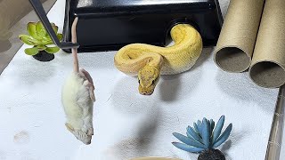 Banana Pinstripe Royal  Ball Python  feeding 🎬 020924 [upl. by Imuy]