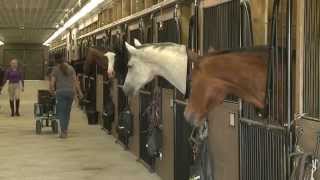 Grass Stables  1st Class Boarding Facility in Newmarket Happiness All Year Long [upl. by Prowel360]