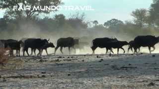 Grote kudde buffels Hwange National Park Zimbabwe [upl. by Eninaej]