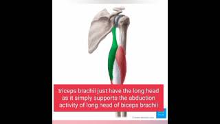 all muscles related to scapula  intro [upl. by Rodmun471]