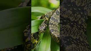 Plesiodipsas perijanensis 🐍 wildlife natgeowild animalplanet sonyalpha venezuela colombia [upl. by Patin872]