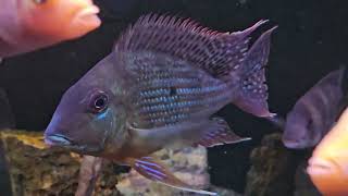 my Geophagus Surinamensis Slowly Growing also my Geophagus Brasillinsis digging some food [upl. by Ilrahs]