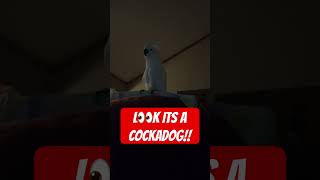 WHAT DOES A COCKATOO DOG SOUND LIKE 2toos cockatoos parrot barkingparrot birds shorts 🪽🪽 [upl. by Oster]