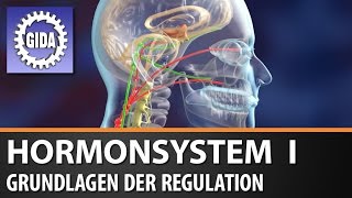 Trailer  Hormonsystem I  Grundlagen der Regulation  Biologie  Schulfilm [upl. by Airel]