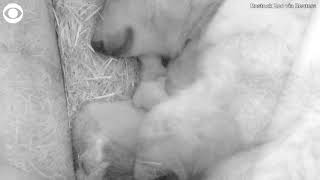 Baby polar bears snuggle with mom at zoo in Germany [upl. by Clemence660]