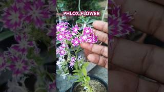 Phlox Flower phlox shorts ytshorts gardening reels tending viralshorts garden [upl. by Minier251]