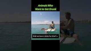 Animals Who Want to Get Drunk [upl. by Ycul]