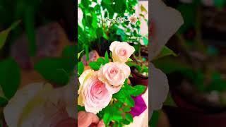 Cream rose 🌹 shorts youtubeshorts ytshorts ytshortsindia gardener telangana justgardener [upl. by Yadrahs]