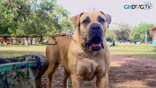 Unstoppable barking of a stunning female Boerboel [upl. by Iphigenia695]