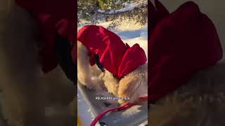 Lo slittino 🛷 cane canedivertente divertente dog funny [upl. by Rennold]