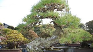 Japanese Red Pine Yamadori [upl. by Nnaeilsel222]