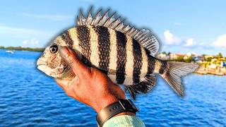 Sheepshead Fishing With LETHAL Baits They CANT Resist [upl. by Arymahs719]