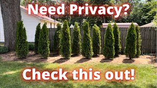 How to create a privacy fence with emerald green arborvitae trees [upl. by Gonzalo]