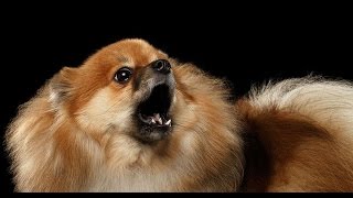 POMERANIAN BARKING  POMERANIAN HOWLING AND BARKING COMPILATION 2016 [upl. by Robbi]