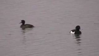 Tufted Duck  Slimbridge WWT [upl. by Initsed]