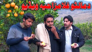 Malto Ghla Funny Video By PK Vines 2019  PK TV [upl. by Elocim849]