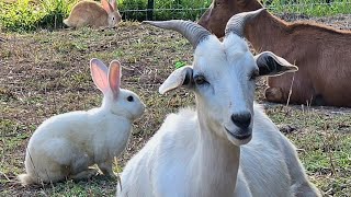 Update Rabbits and Breeding Season kikogoats backyardrabbitry breeding babyanimals farmliving [upl. by Rabassa]