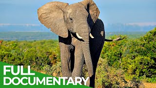 Wildlife  Episode 5 Elephants of Africa amp Asia  Free Documentary Nature [upl. by Puglia]