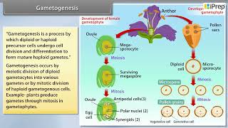 Sporogenesis Gametogenesis Pollination  Morphology of Flowering Plants  Biology  Class 11th [upl. by Ycinuq575]