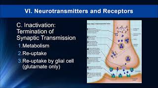 Lecture 6  Neurotransmission and Neurotransmitters Drugs and Human Behavior 2019 [upl. by Reltuc]