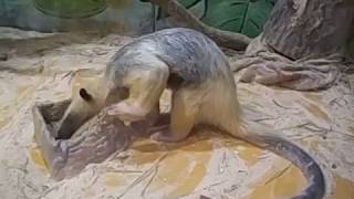 Petting zoo Southern tamandua ミナミコアリクイ めっちゃさわれる動物園 ピエリ守山 [upl. by Nishi]