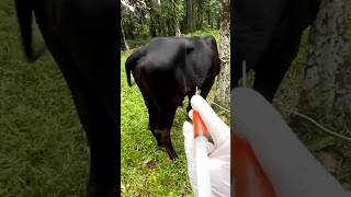 Vitamin injection in cattle  IM injection lagaye aasani se 💉 cow vet shorts [upl. by Norean755]