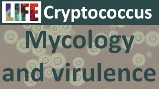 Cryptococcus mycology and virulence [upl. by Brunn]