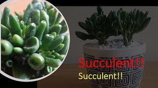 How to grow and repot Crassula Ovata Gollum Jade plant염좌 분갈이 [upl. by Raskin]