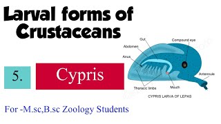 Part5 Larval forms of CrustaceaCypris For Msc Bsc Zoology Students [upl. by Nnywg]