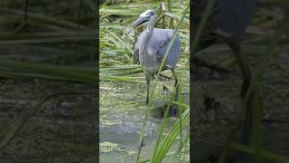 unique bard attack fish beautifulanimals nature birds beautifulbirds foryou animals [upl. by Vocaay]