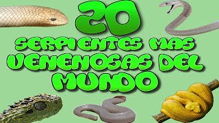 Las 20 Serpientes Mas Venenosas del Mundo HD [upl. by Zilber]