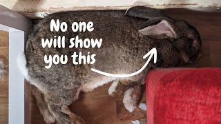 What I WISH I Knew Before Getting an Indoor Flemish Giant Rabbit [upl. by Coretta]