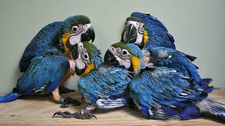 Life of Wild Blue Gold Macaw Parrots with their Babies  Time lapse beautiful parrot family [upl. by Shirl]