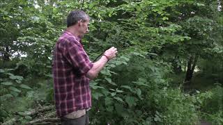 Eating stinging nettles [upl. by Tedd]