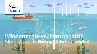 Windenergie vs Naturschutz  wie geht naturverträgliche Windkraft [upl. by Eisned337]