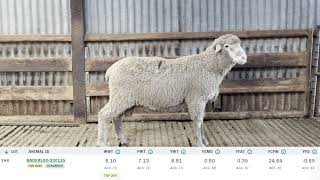 Baderloo 2024 Ram Sale Lot 148 Tag 230125 [upl. by Etnelav]