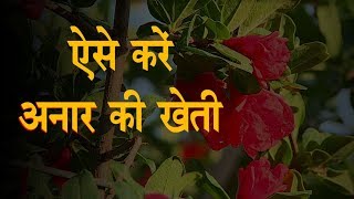 Anar Ki Kheti  Pomegranate Farming  अनार की खेती  अनार के फायदे हज़ार [upl. by Inoue]