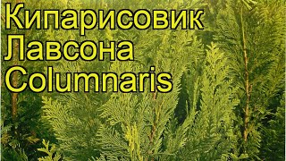 Кипарисовик лавсона Колуминарис Краткий обзор описание chamaecyparis lawsoniana Columnaris [upl. by Euqnomod]