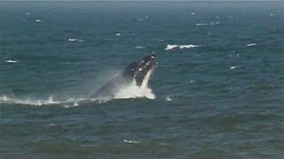 WHALE BREACHES WHILE FEEDING ON BUNKER IN NJ [upl. by Eldreeda]