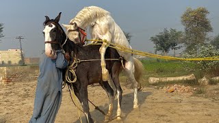 Horse first time meeting successfully [upl. by Ellary]