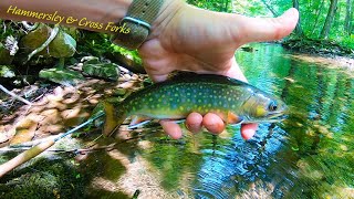 Fly Fishing Hammersley amp Cross Forks North Central PA [upl. by Seaver]