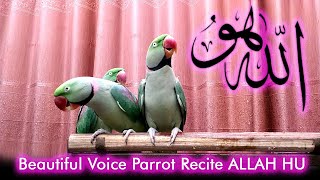 Beautiful Voice Parrot Recite ALLAH HU  PBI Official [upl. by Nitsej]