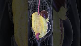 🔍 A Look at Visceral Fat The Hidden Fat Behind the Organs 🔍 anatomy [upl. by Einyaj711]