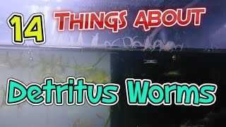 14 Things About Detritus Worms [upl. by Inele972]