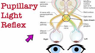 Pupillary light reflex  2nd grade  Physiology [upl. by Davide]