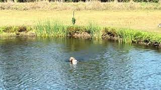 20240922 Airedale Tanner Water Blind [upl. by Suiravad]